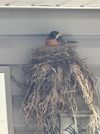 Sweet bird nesting on the back patio