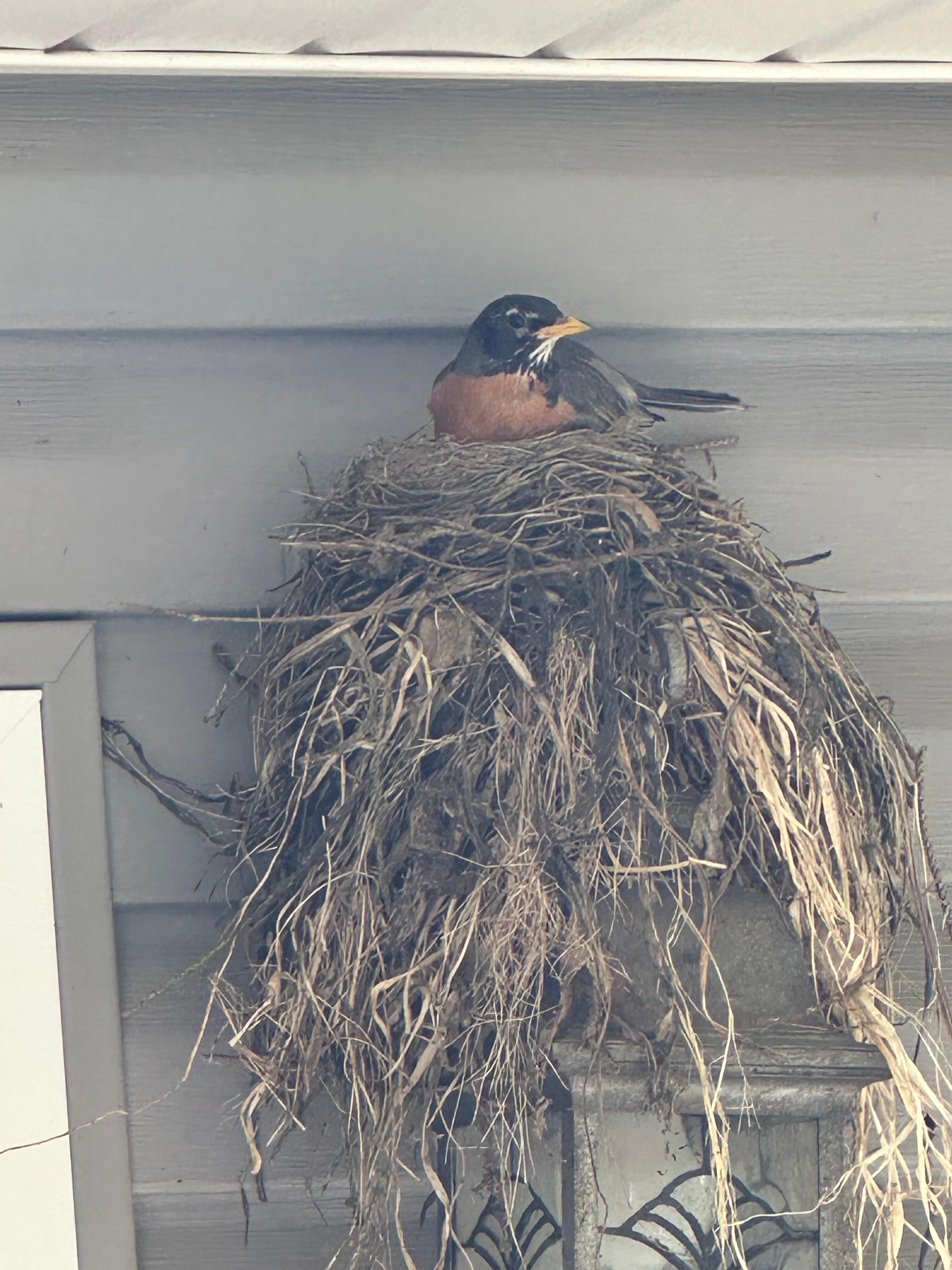 Sweet bird nesting on the back patio