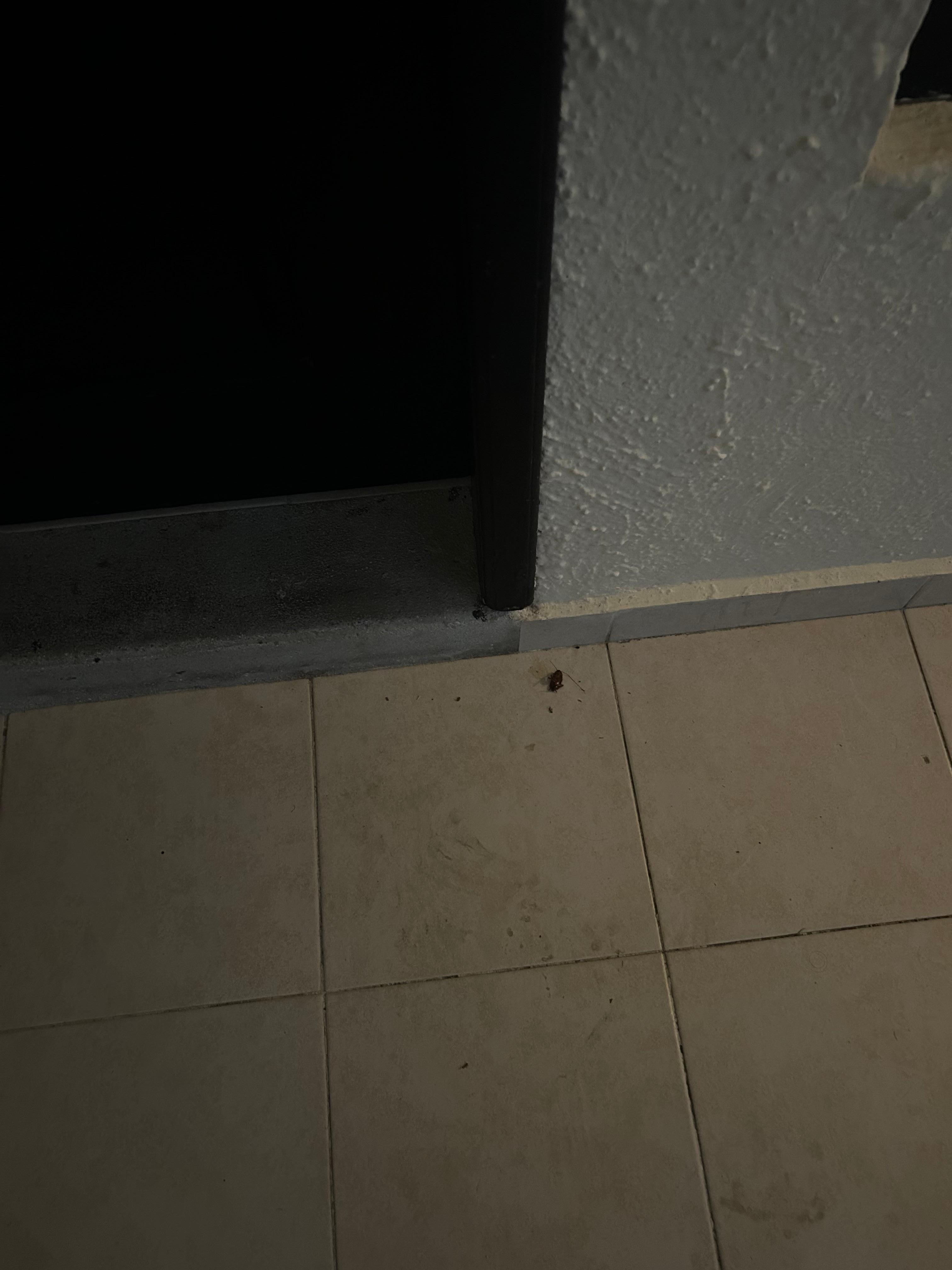 cockroches at the doorstep of our room