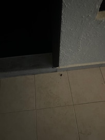 cockroches at the doorstep of our room