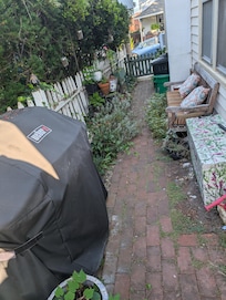 Greenery overgrown taking over walkway