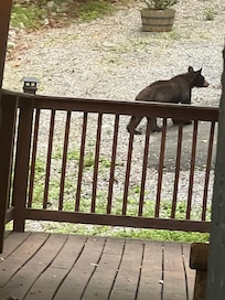 This guy was just passing through. The wife loved that she had the chance to see wild black bears.