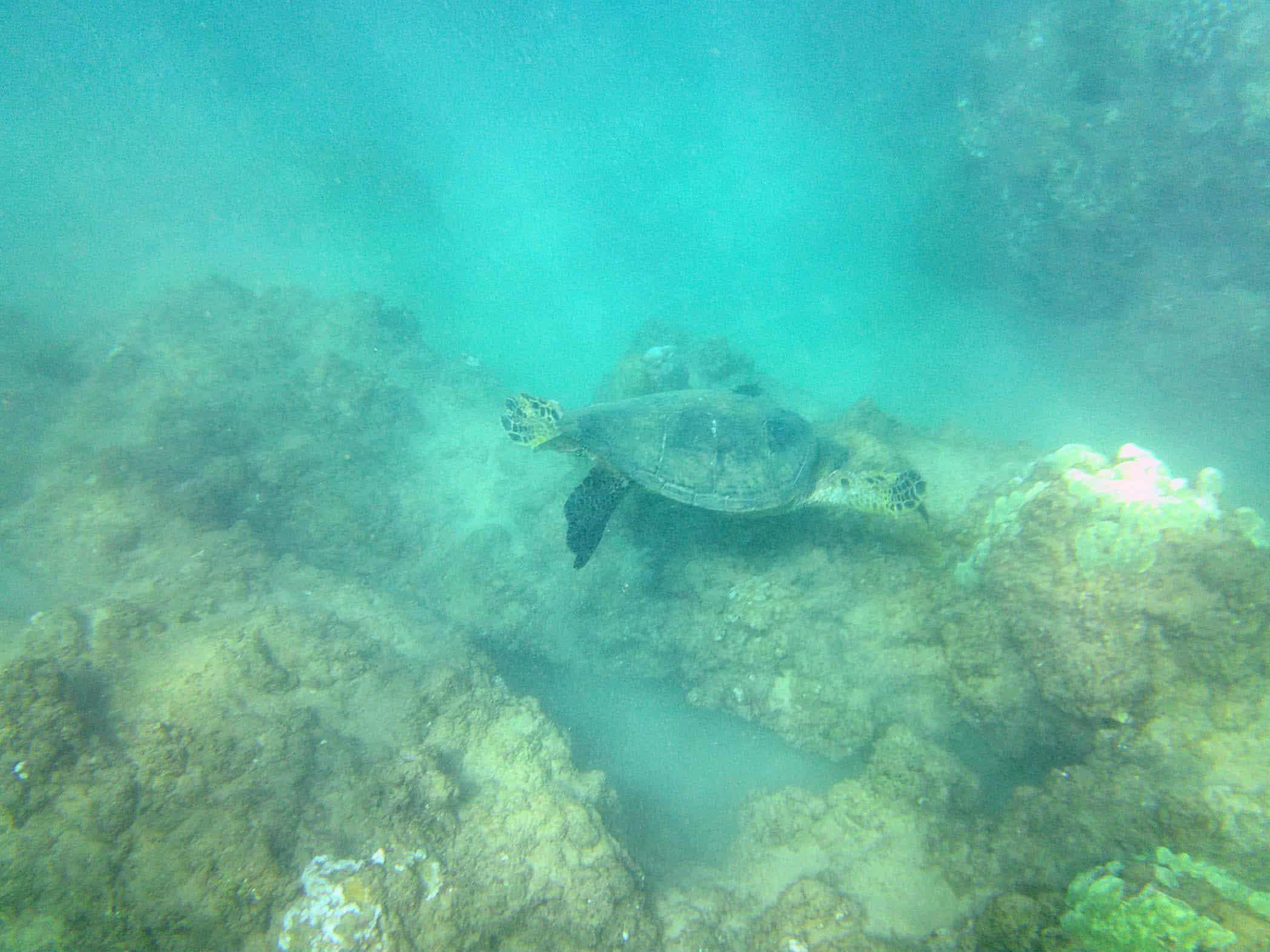Very first snorkel on this trip and saw this guy next to me.