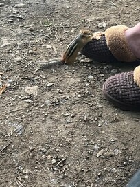 Chipmunk Taming
