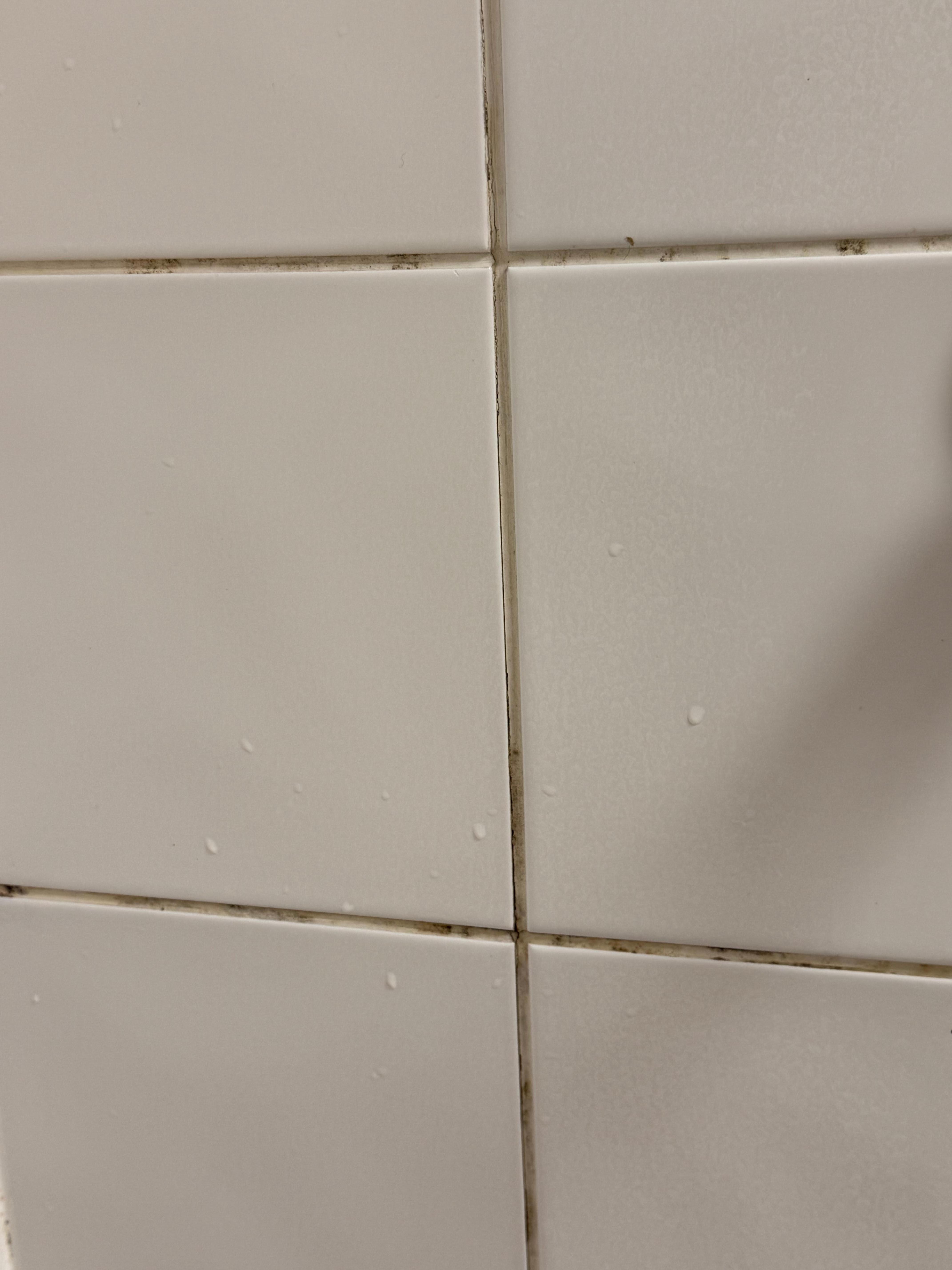 mould and mildew 