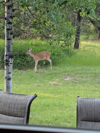 Our deer visitor