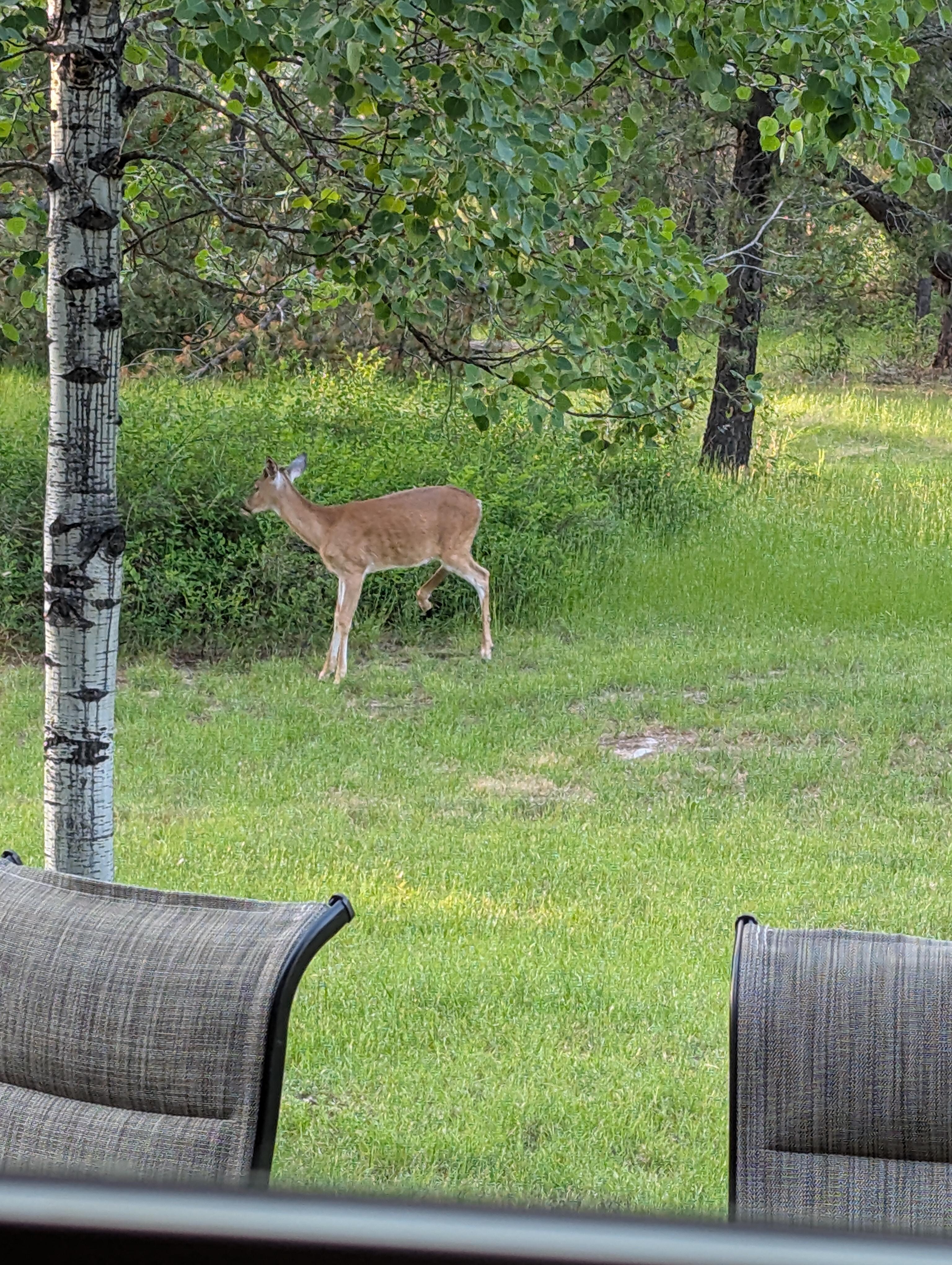 Our deer visitor