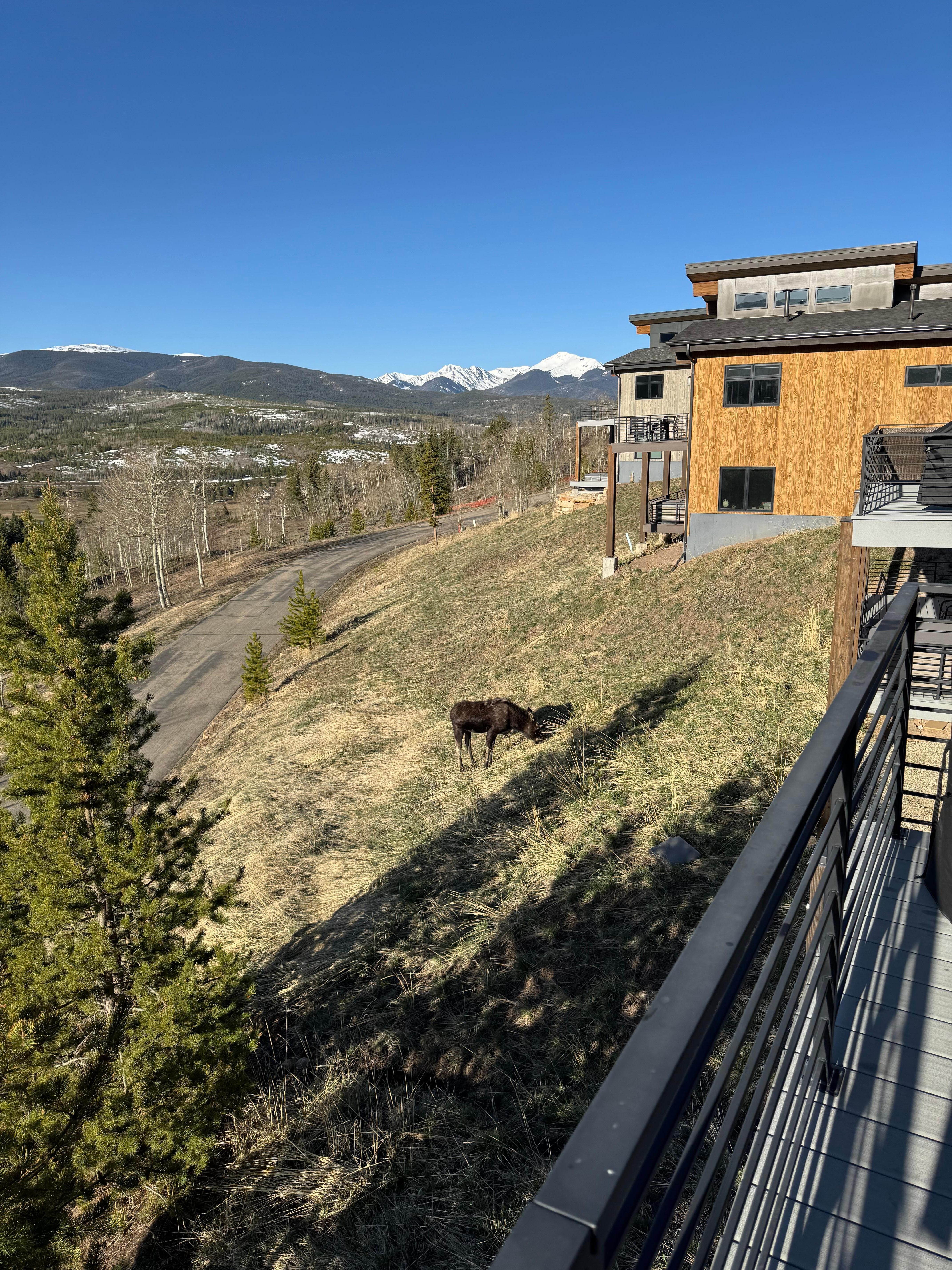 Bonus moose sighting off the deck
