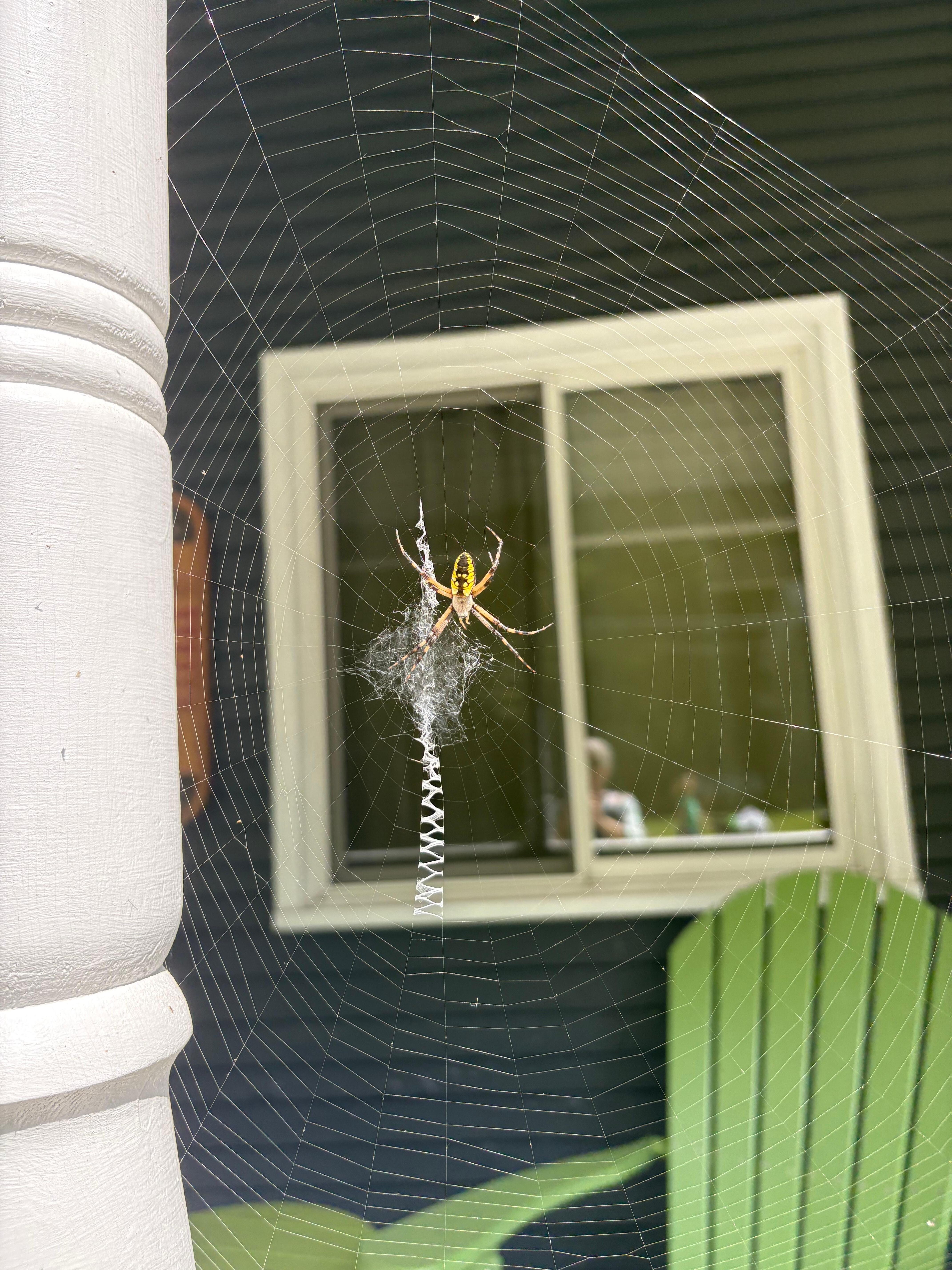 wonderful spider that we observed for a few days on the porch.   Deer walked across the road to the river too .