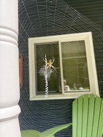 wonderful spider that we observed for a few days on the porch. Deer walked across the road to the river too .
