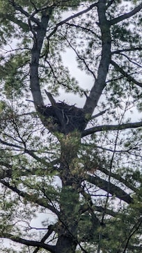 Eagle nest