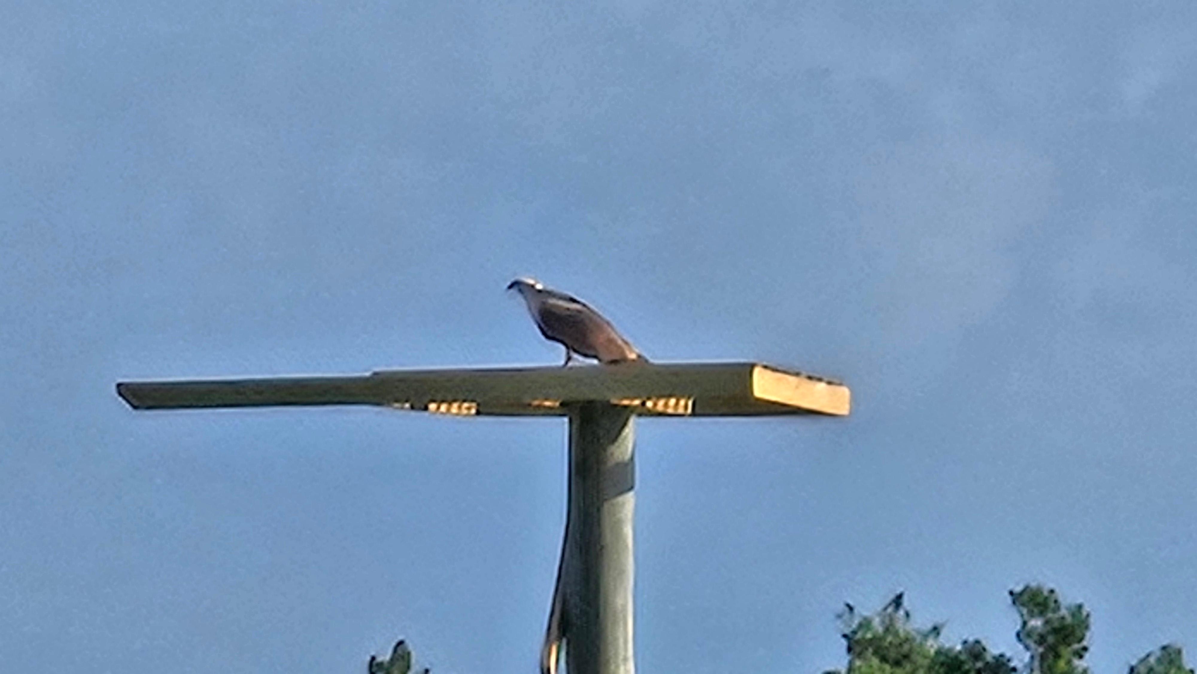 An Osprey perched on a platform that we watched from our condo