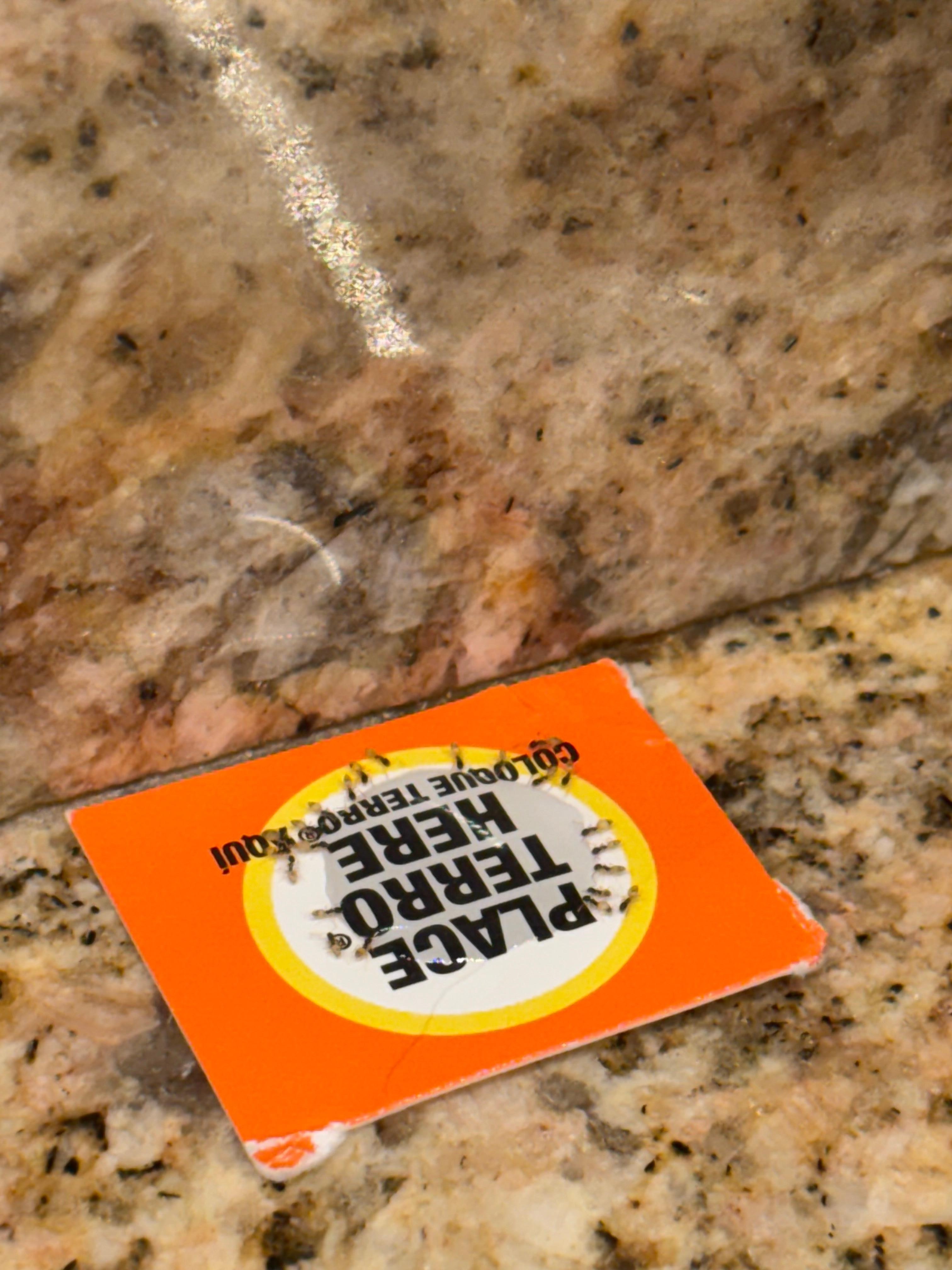 On our kitchen counters. 