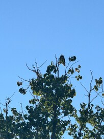 Bald eagle