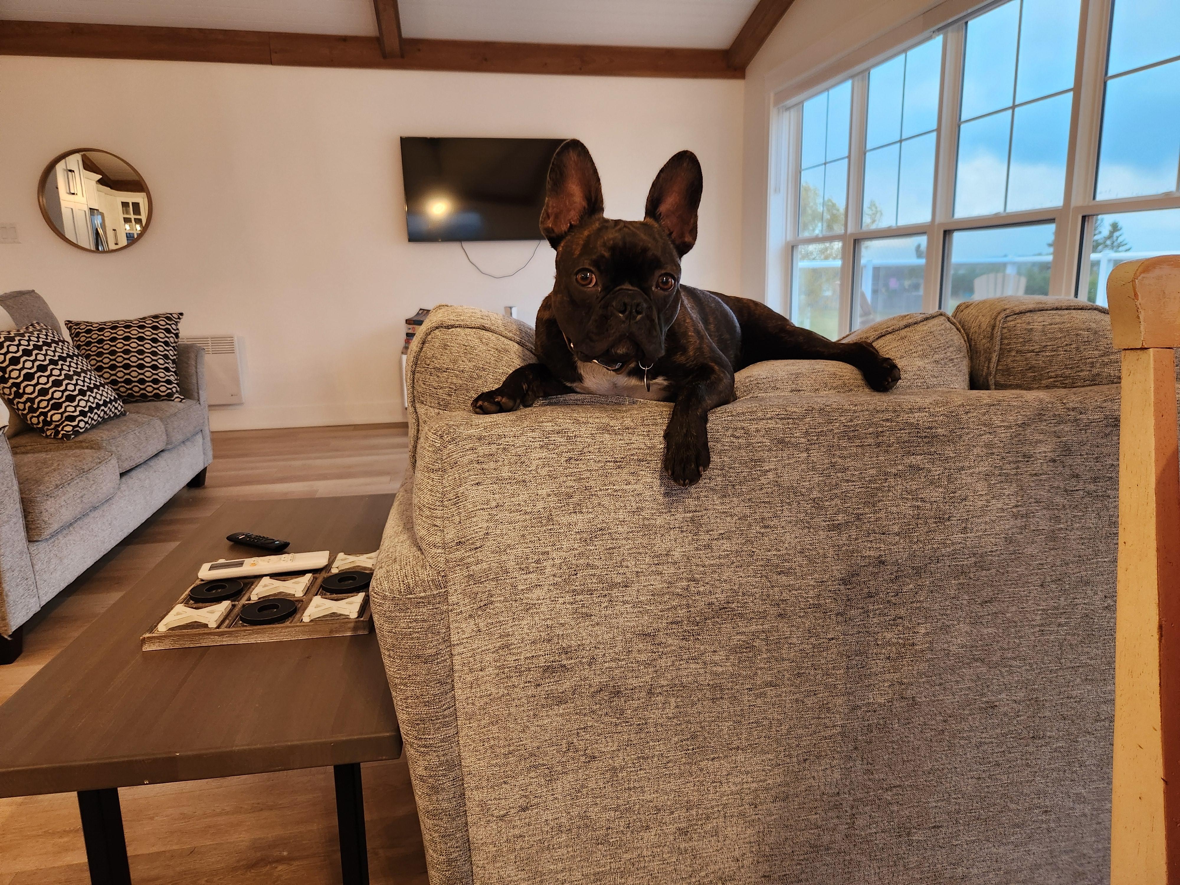 "Gus" made himself at home!