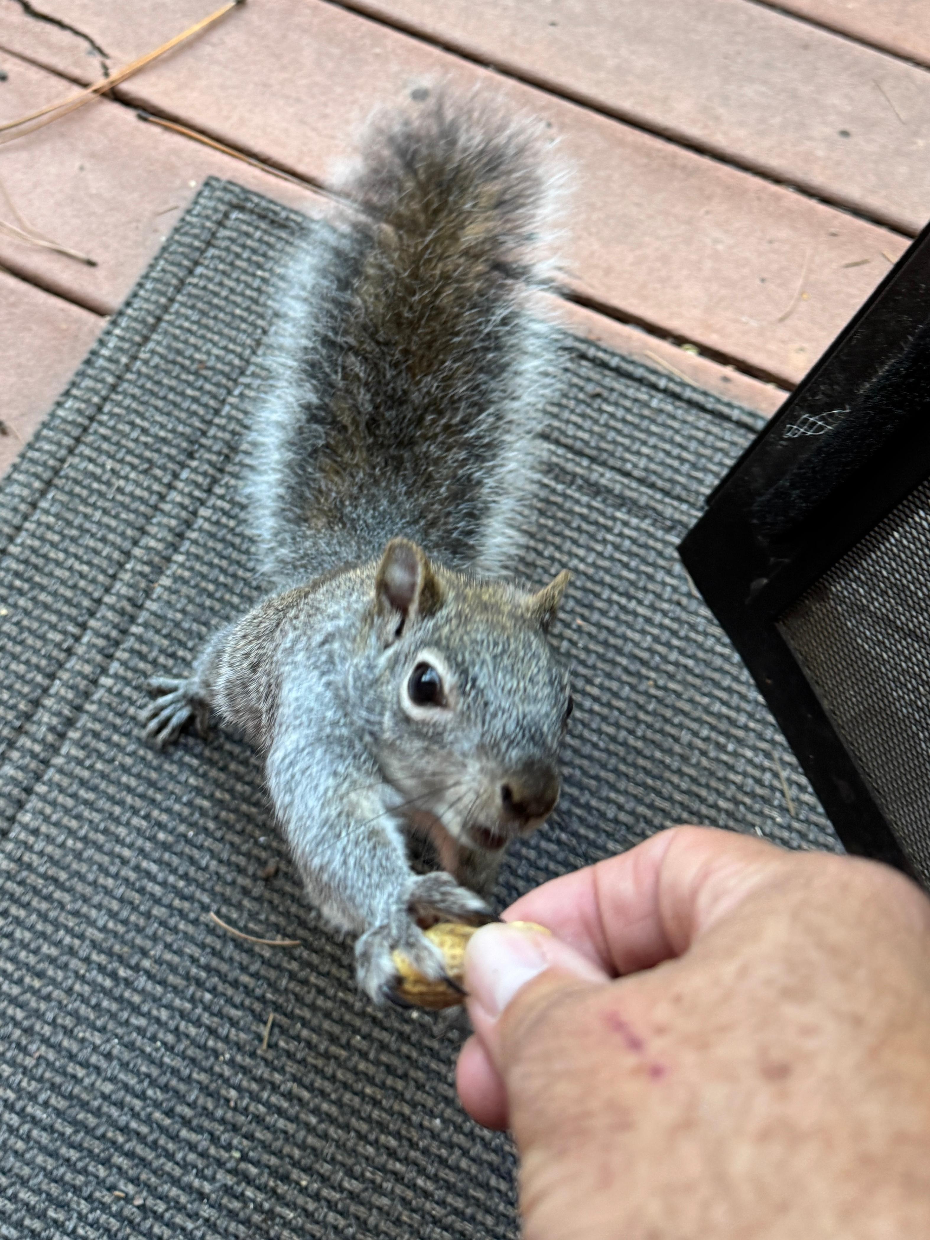 "Rocky" the squirrel knew exactly when we were coming outside and was ready for a treat. 