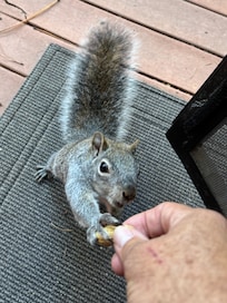 "Rocky" the squirrel knew exactly when we were coming outside and was ready for a treat.