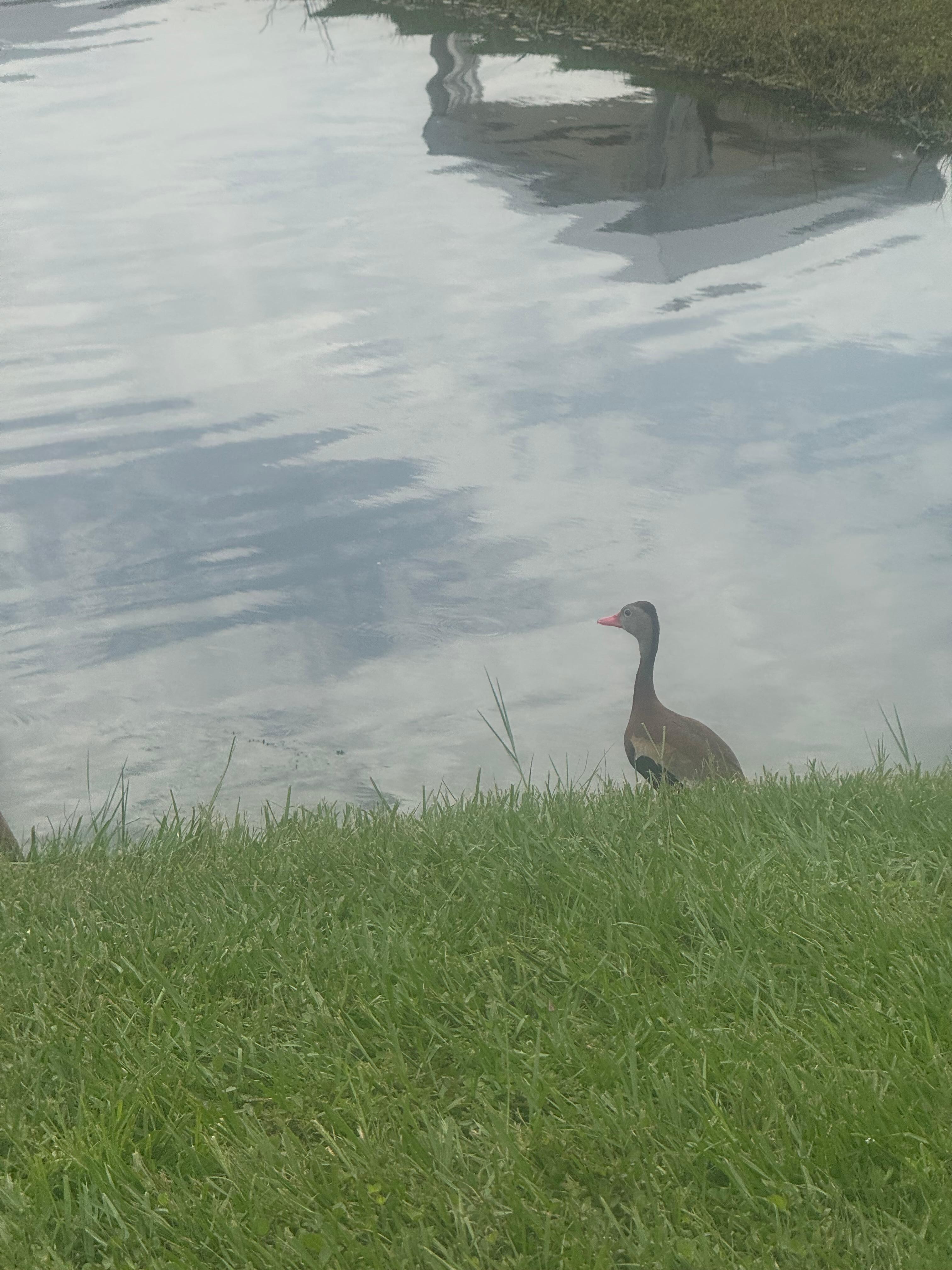 Wild life and the biggest fish but you can not fish