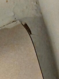 The biggest bug we saw. There were babies all over the floor when we walked in.