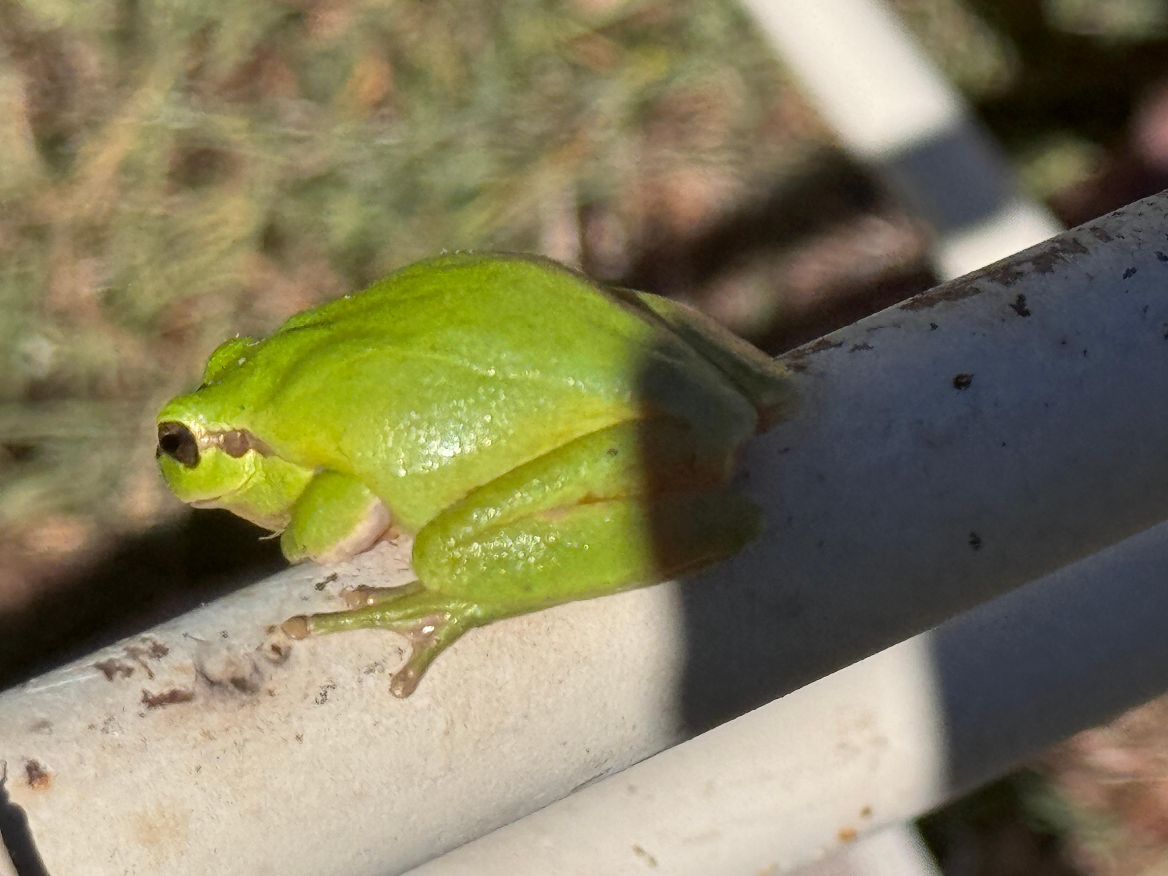 One of our terrace dwellers :-)