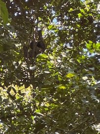 A family of monkeys swung by right outside the room. Also saw parrots fly over.