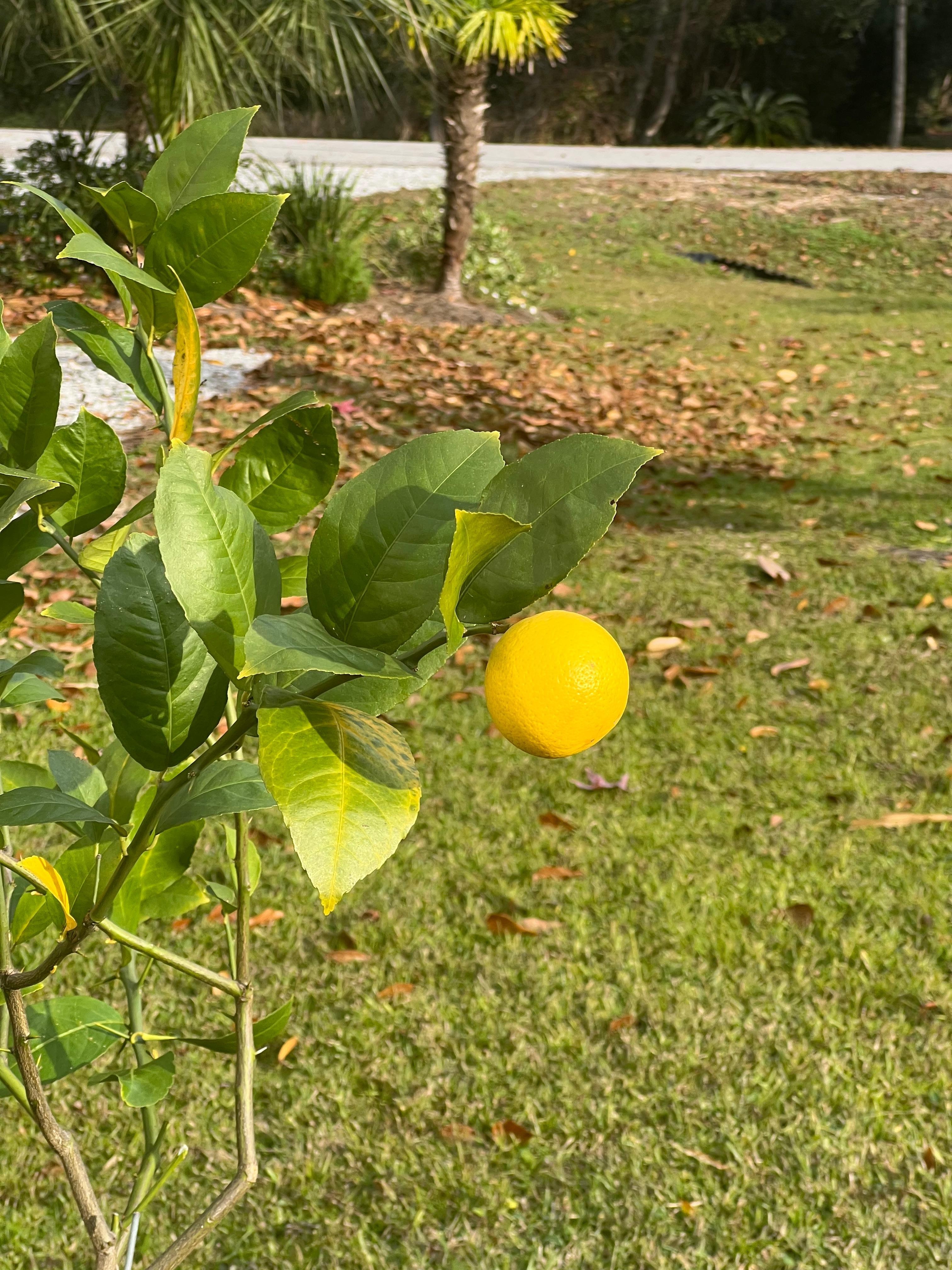 One of several lemon trees on the property.