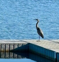 Heron on the dock