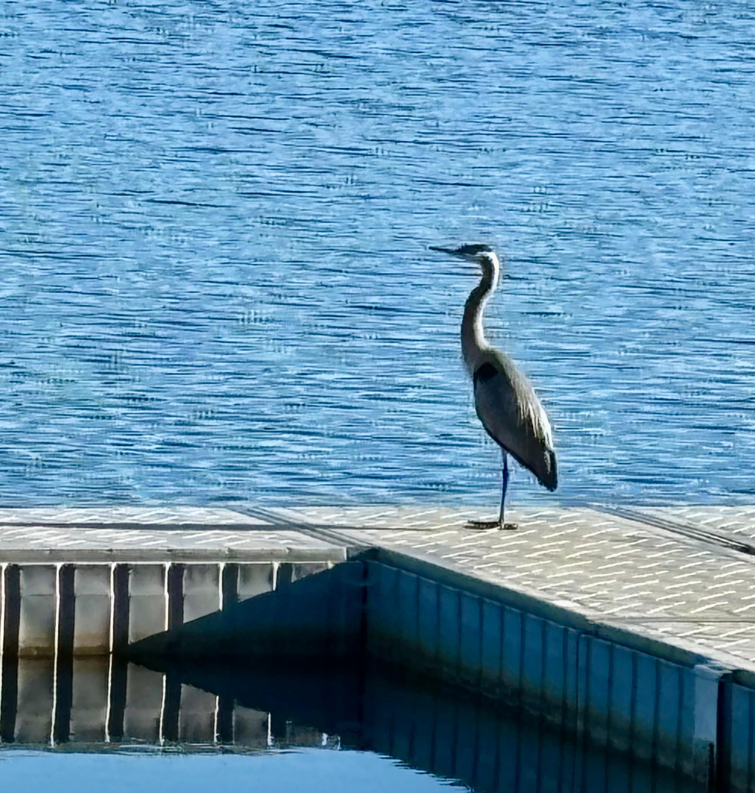 Heron on the dock