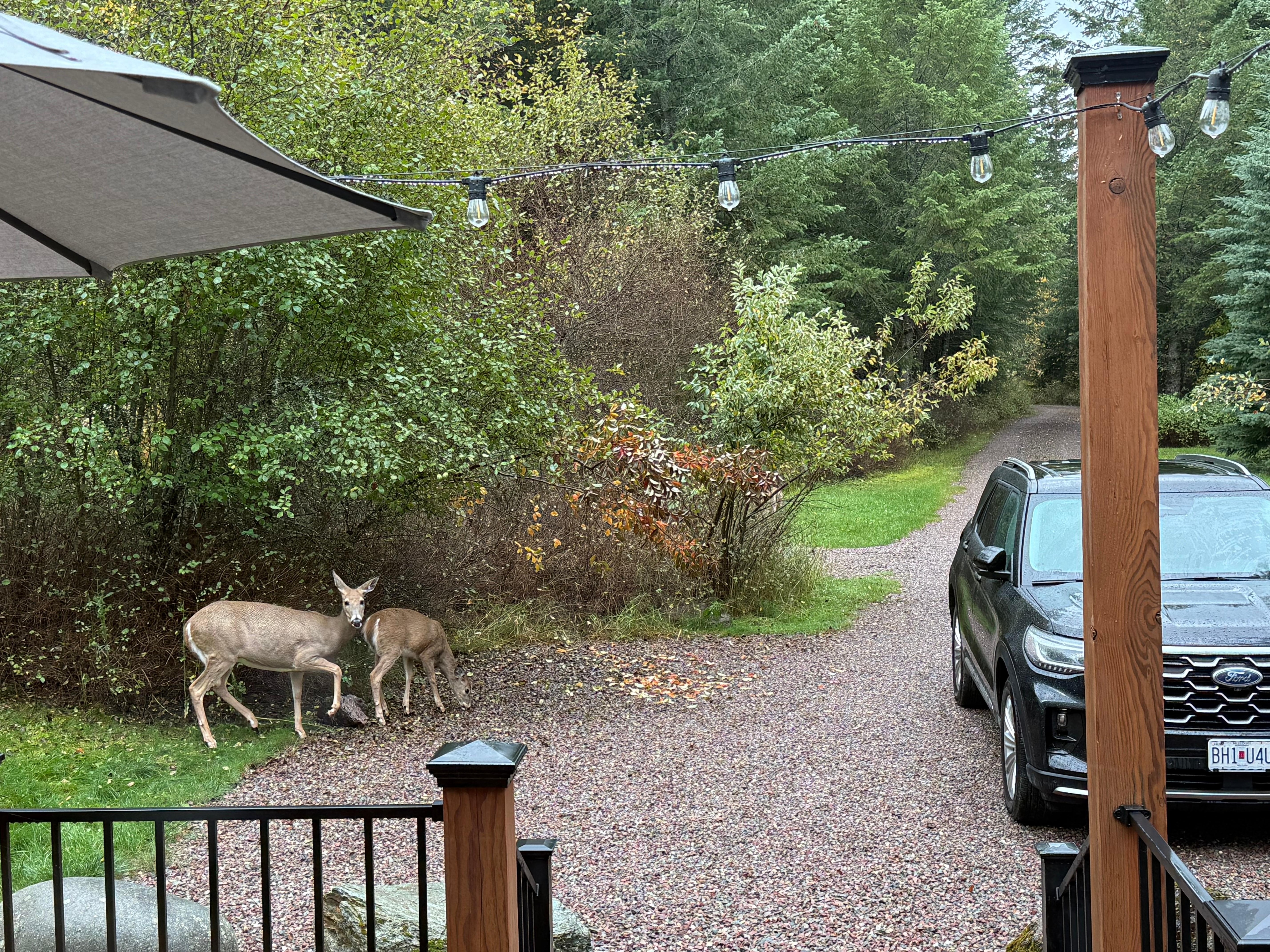 One morning we had visitors 