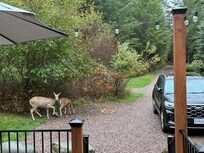 One morning we had visitors