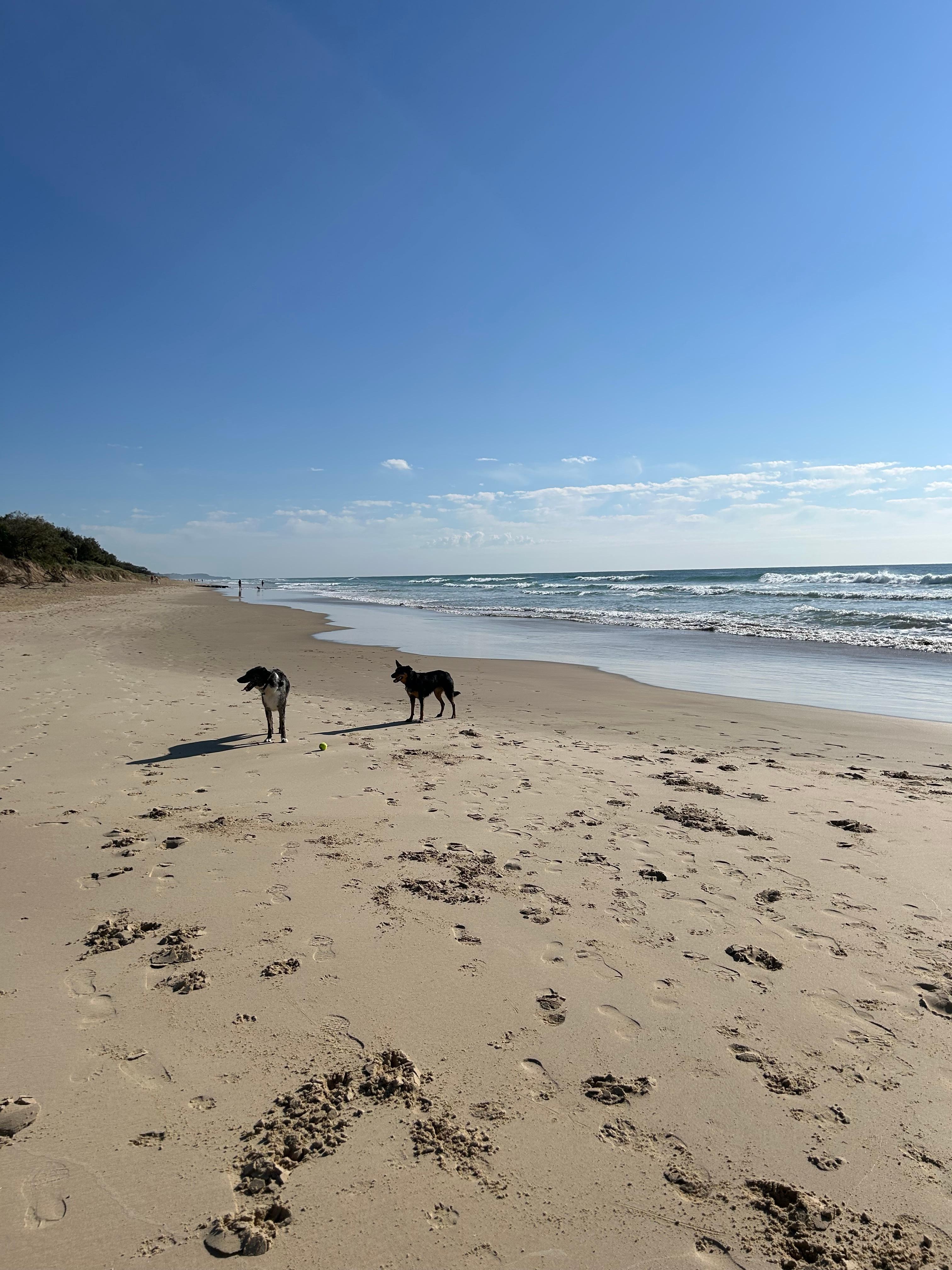 Our dogs enjoying the beach 