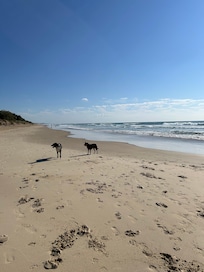 Our dogs enjoying the beach