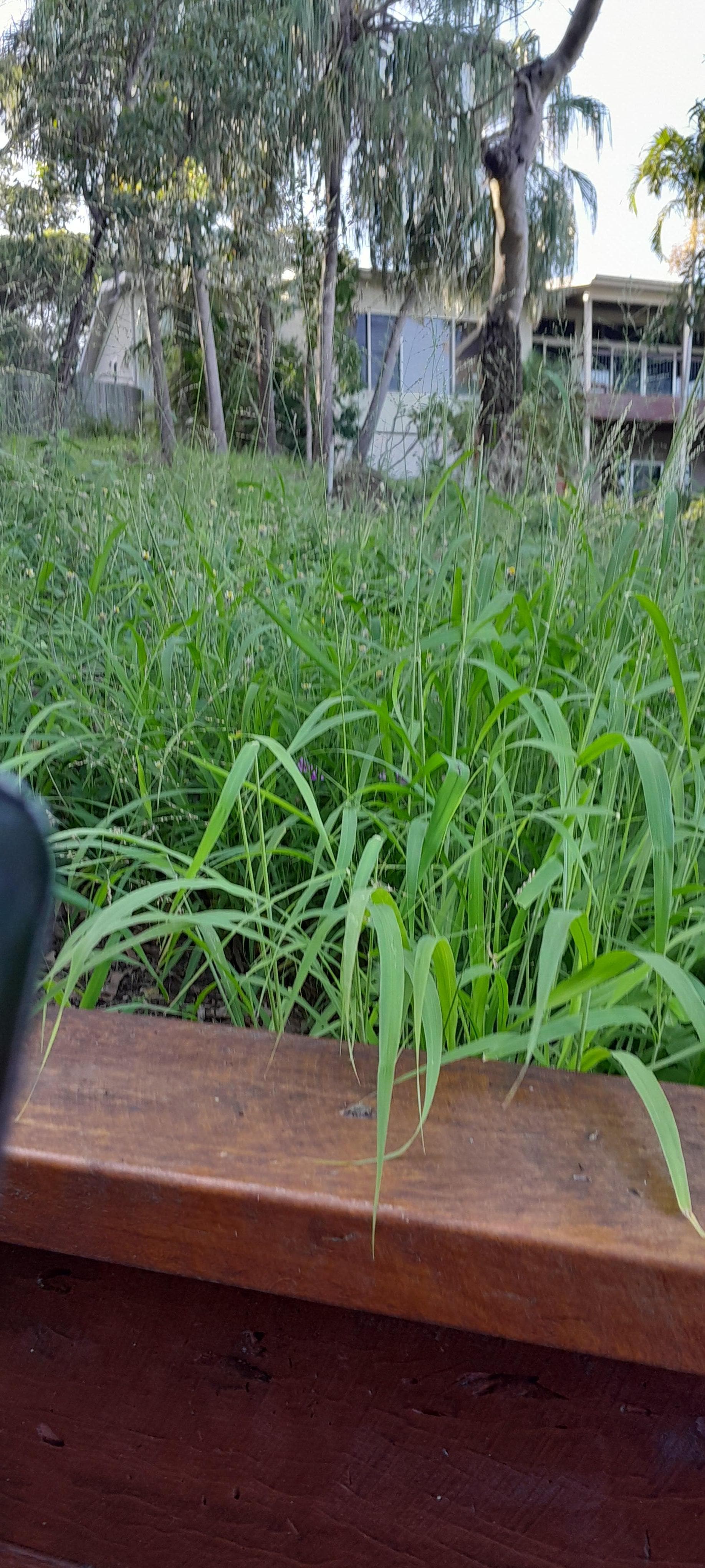 This beautiful animal came to eat the grass neat the driveway and was not frightened when I walked by
