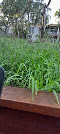 This beautiful animal came to eat the grass neat the driveway and was not frightened when I walked by