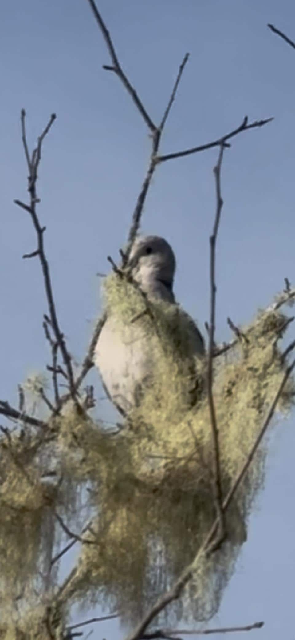 The male dove looks at me as I look at him.