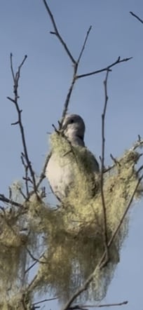 The male dove looks at me as I look at him.