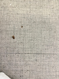 Roach