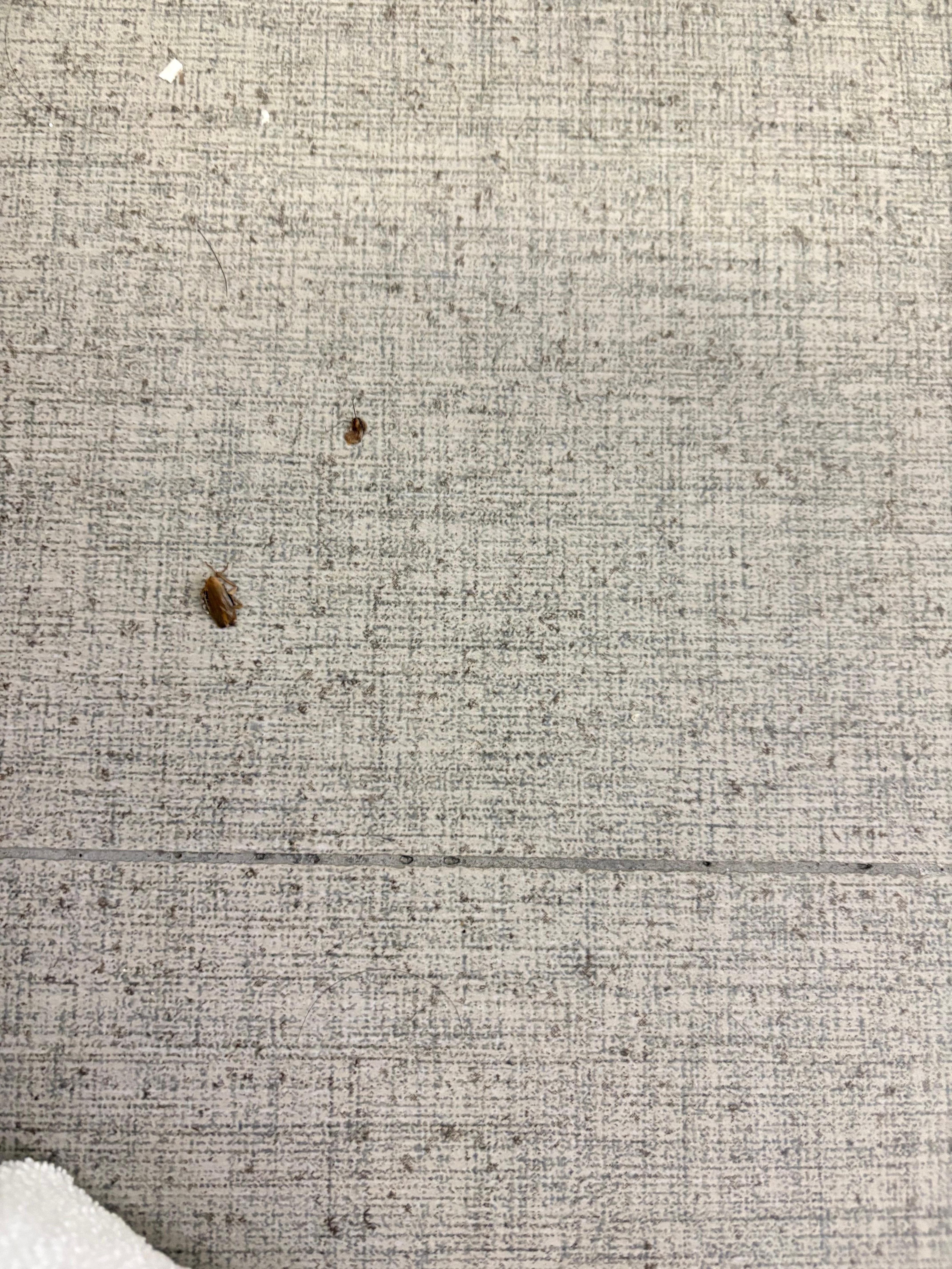Roach