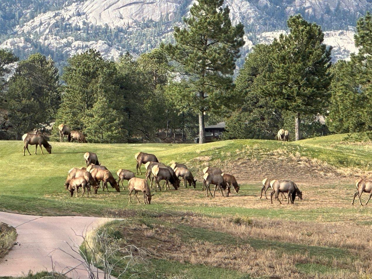 View of elk herd from front porch