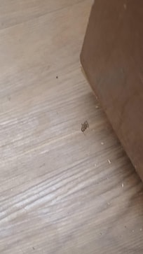 Dead roach on floor