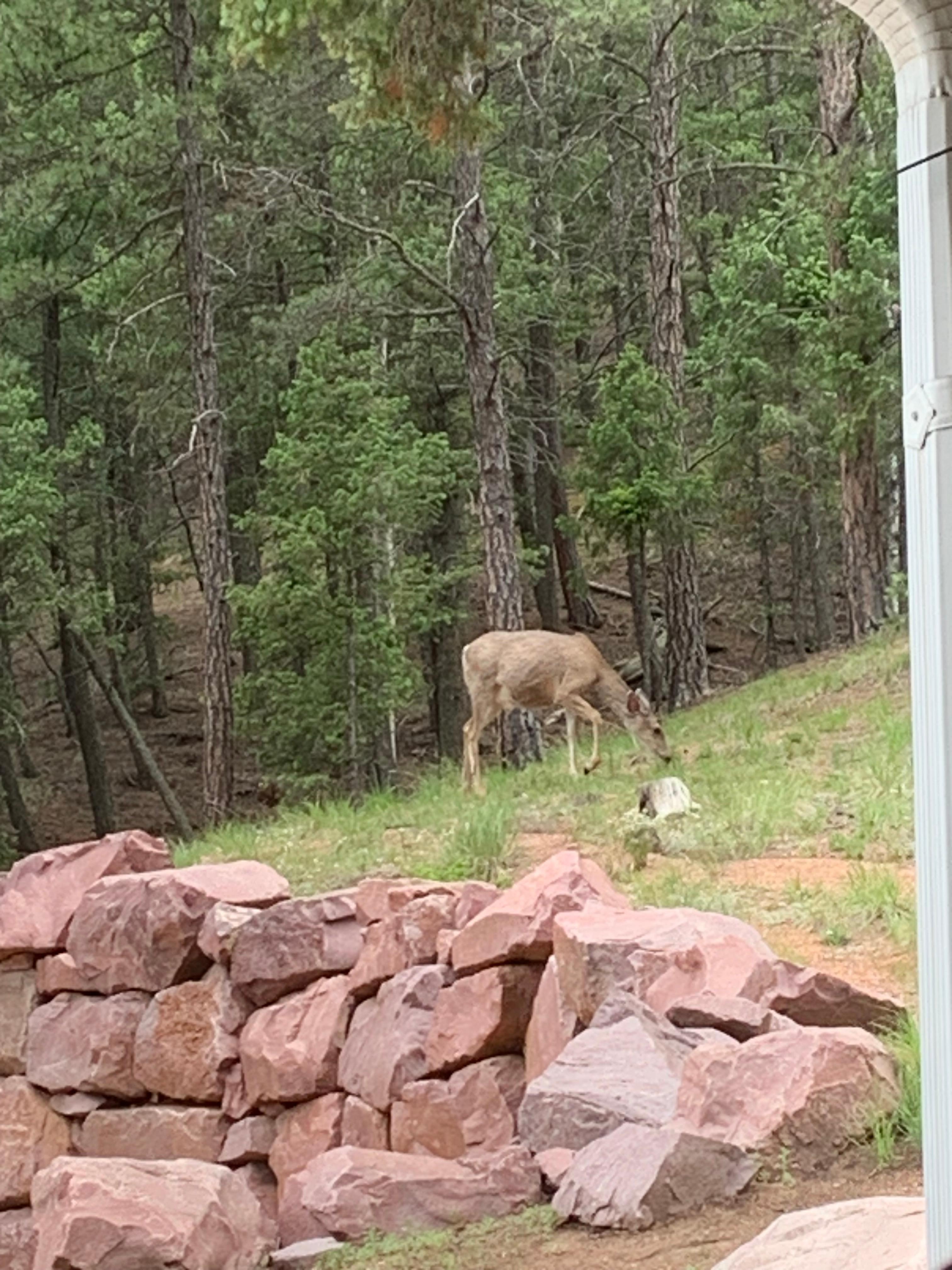 One of the five deer we enjoyed watching in the back yard 