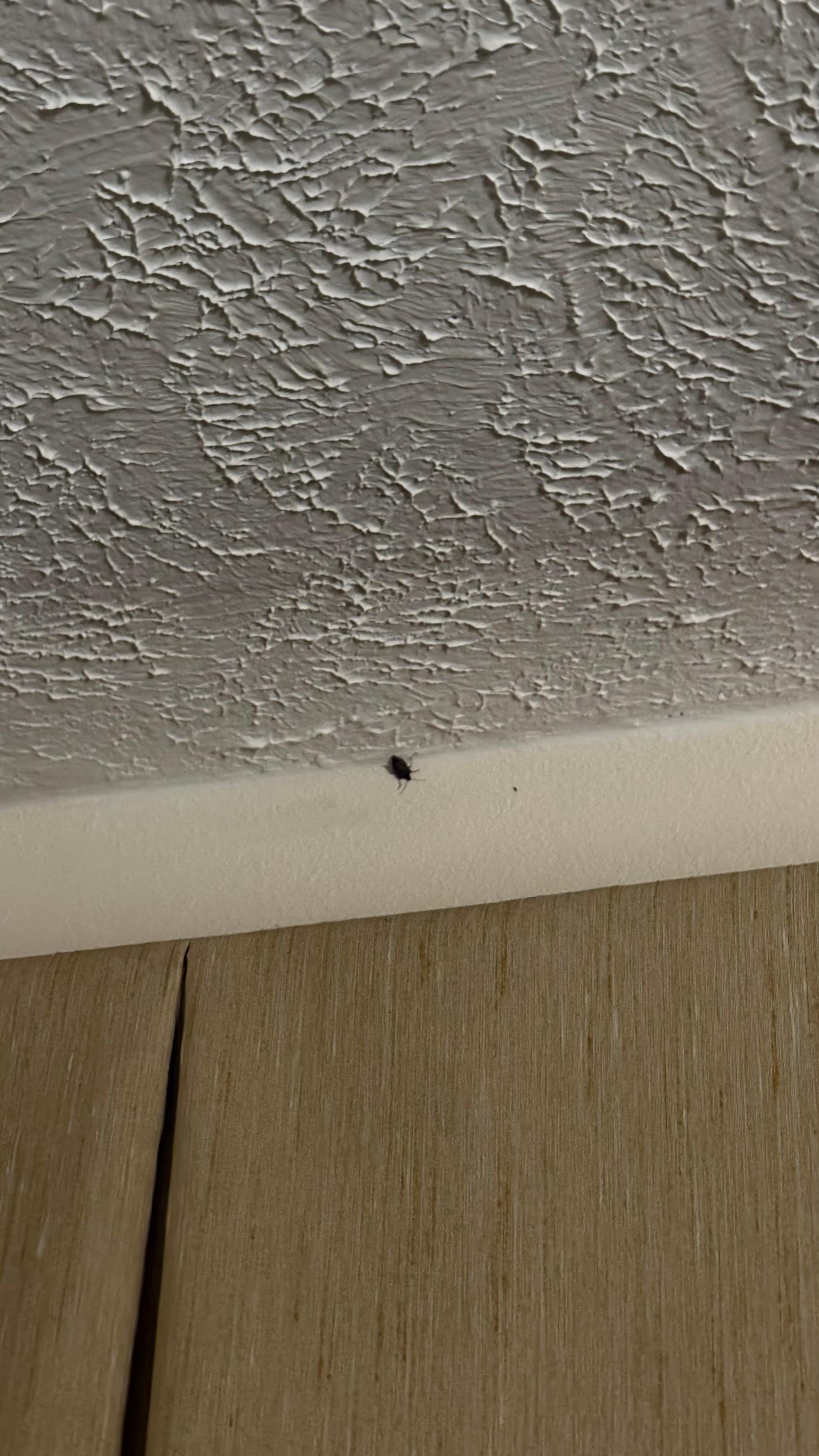 Dead stink bug in the corner. 