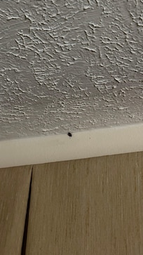 Dead stink bug in the corner.