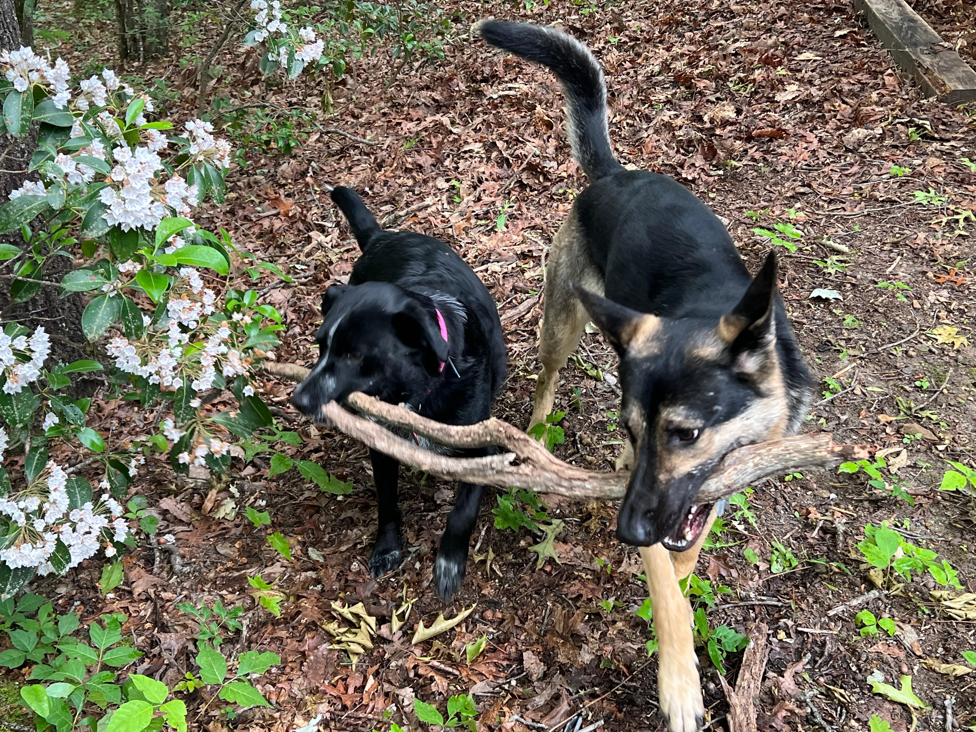 Outside play with the pups!