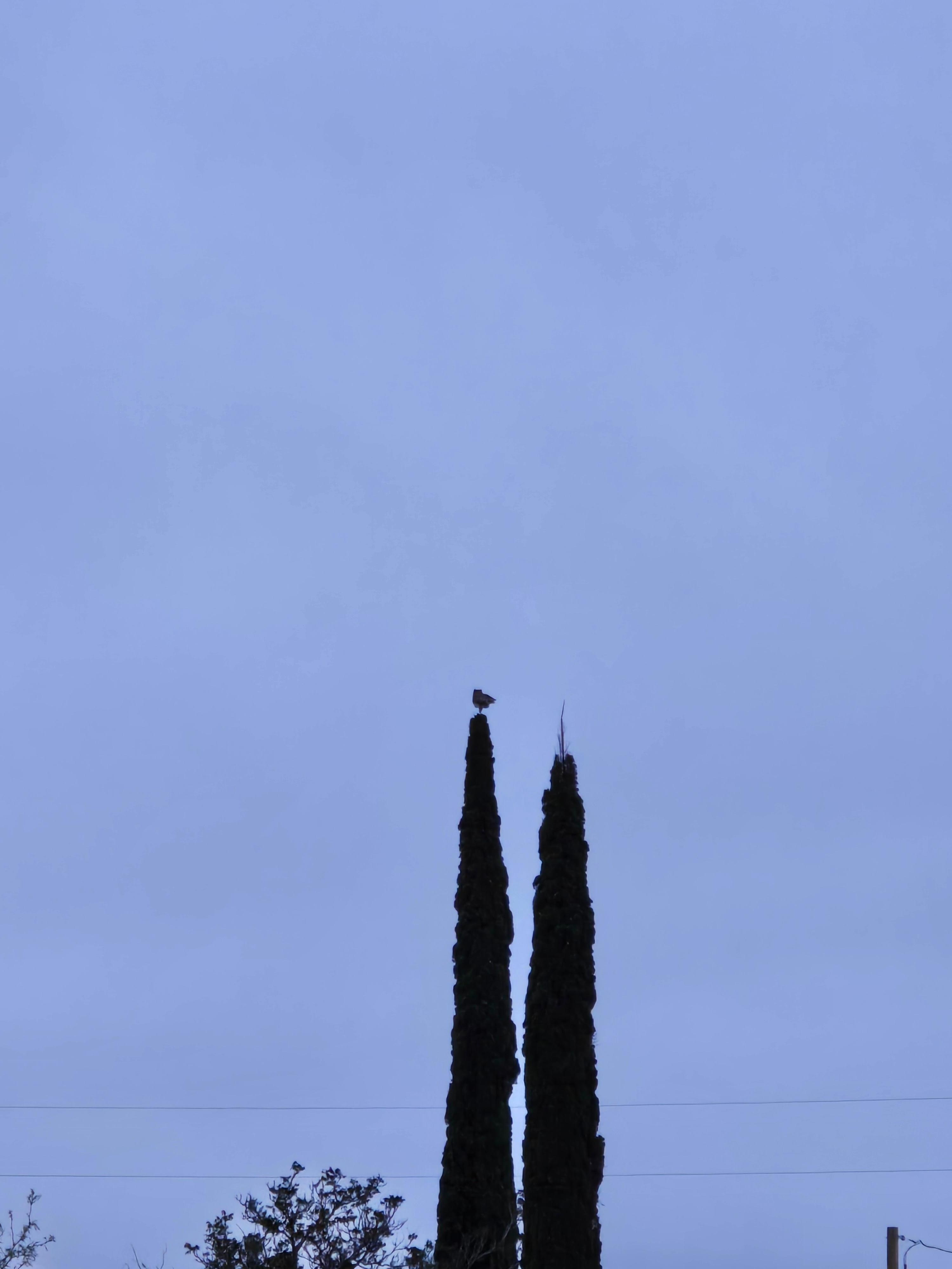 Owl friend that stopped by