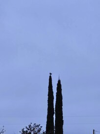 Owl friend that stopped by