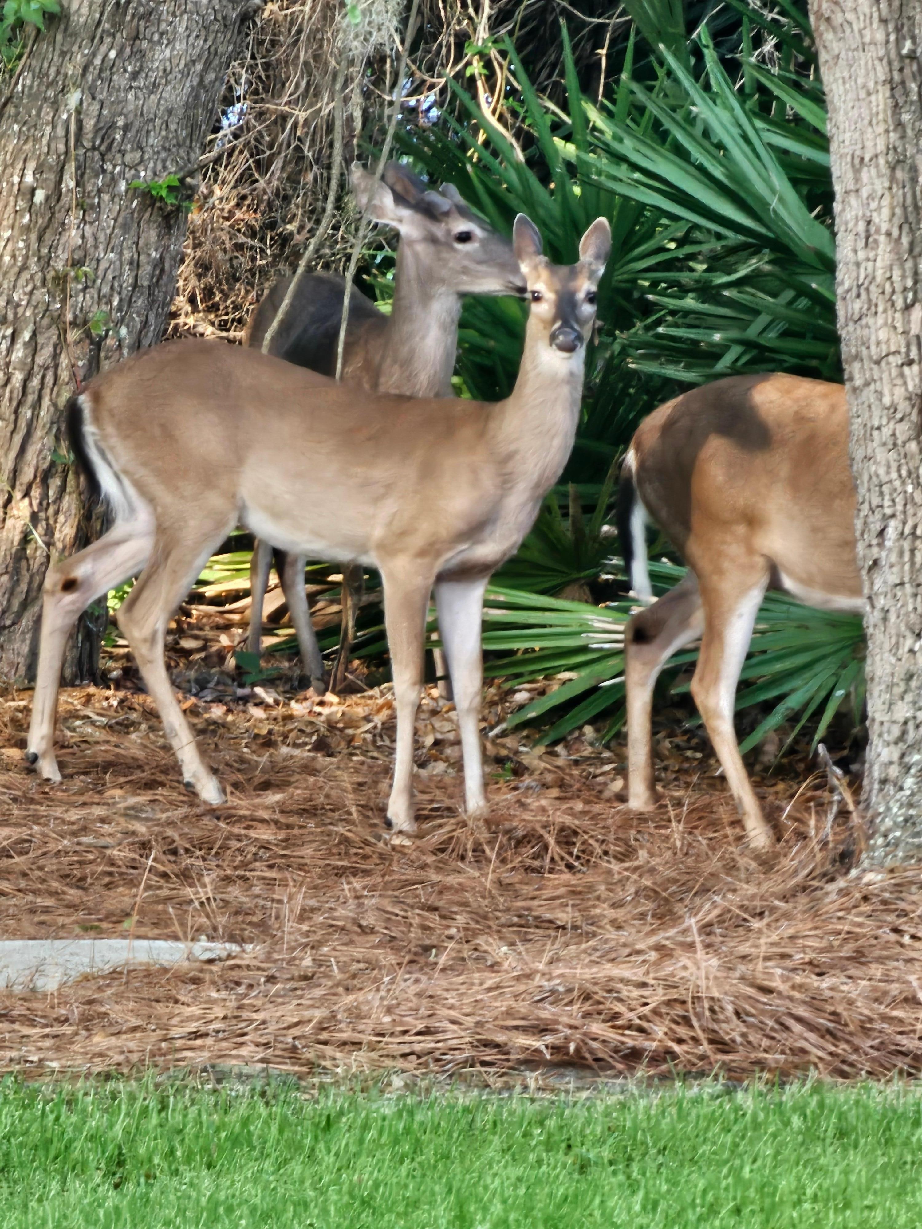 deer one morning outside our patio