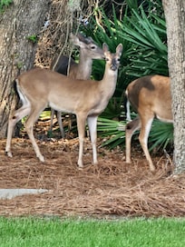 deer one morning outside our patio
