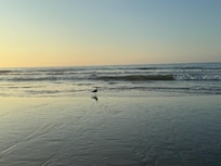 Right on the beach!