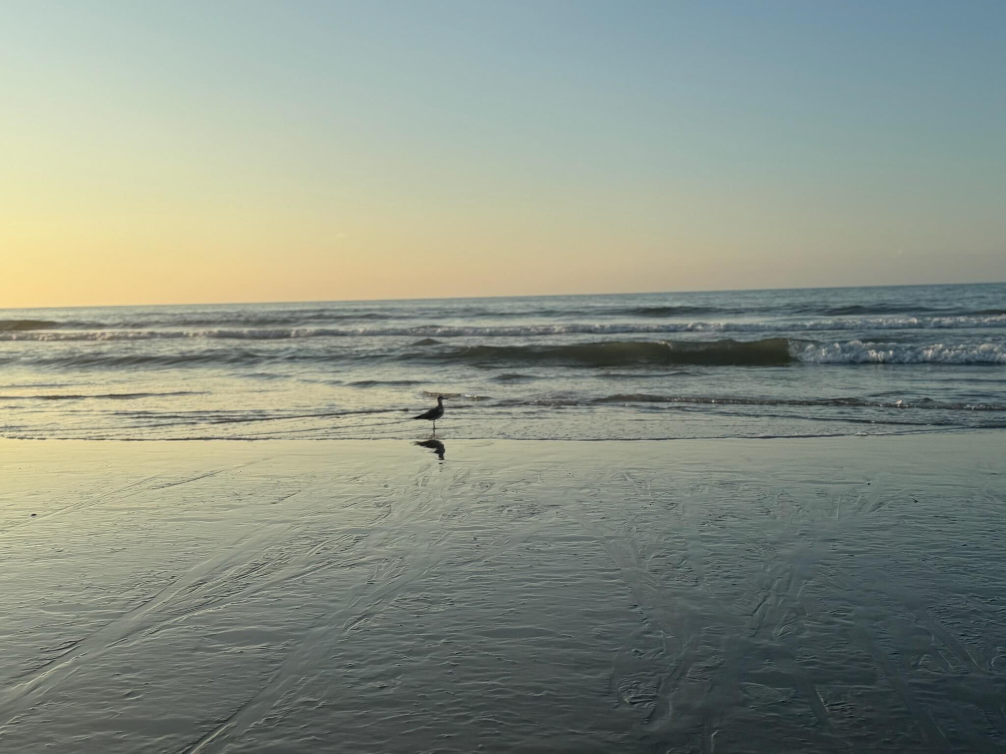 Right on the beach!